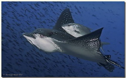 * pick-a-back *
Eagle Ray and Almaco Jack, Landslide, Wo... by Reinhard Arndt 